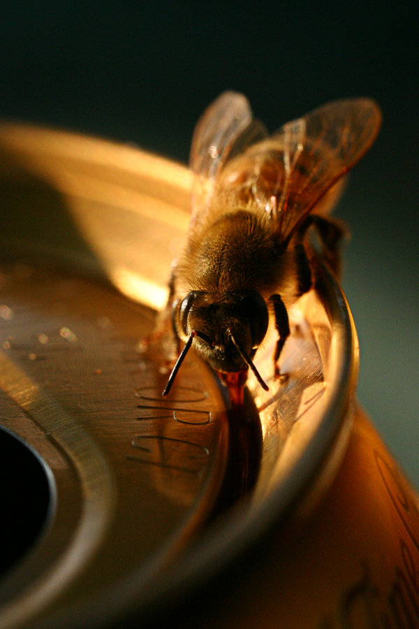 bee_drinking_soda_by_asurawolf